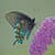 Butterfly Live