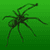 Fear of spiders - phobia treatment