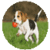 Dog And Toy