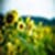 Note 2 nature  wallpaper