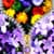 Flowers Zipper Lock Screen Best