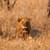 Wild Animal Live Wallpapers Free