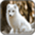Arctic fox Image_1