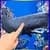 Touch the Whale Live Wallpaper free
