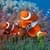Underwater Clown Fish Live Wallpaper