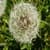 Blowing Dandelion Live Wallpaper