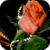 Rose Diamond Live Wallpaper