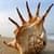 Sea Shell Wallpapper Lite