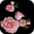 Rain Of Roses Live Wallpaper