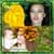 Popular Leaves Photo Collage