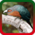 Cuckoo Ringtones
