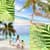Palm Trees Photo Collage