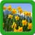 Narcissus Live Wallpapers