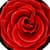 Nice Roses Photo Collage