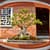 Bonsai Live Wallpapers Free