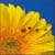 Ladybug on sunflower wallpaper HD