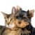 Dogs VS Cats Wallpaper