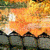 Beautiful Autumn Live Wallpaper
