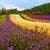Flower Fields Landscape Wallpaper
