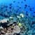 beautiful fish wallpaper HD1