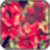 Flower Images_1