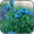 myosotis sylvatica Image_1