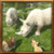 Angry Rhino Simulator