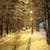 Winter Snow Street Live Wallpaper