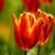 Beautiful Tulips HD Wallpaper