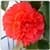Begonia Flowers Onet Classic Game
