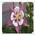 Columbine Flowers Onet Classic Game