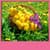 Dandelions Live Wallpapers Best