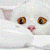 Cute Kitty And Mouse Live Wallpaper