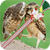 Love Birds Zipper Lock Screen