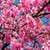 Sakura Flower Live Wallpaper Best