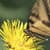 Nature Live Wallpaper 7