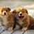 Funny Cute Puppies Pictures ever