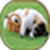 Puppy wallpaperapp