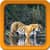 Tiger Live Wallpapers Free