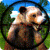 Bear Hunting 3D