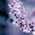 Cherry Blossoms Live  Wallpaper