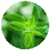 Benefits of Marjoram