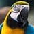 Parrot Ara Ararauna Live Wallpaper