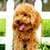 Lovely Dog