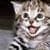 Cute Cats Pictures HD Wallpaper
