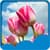 New Tulips Live Wallpapers 