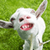 Crazy Goat Destruction Simulator 2018