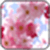 Pink Flower Image_1