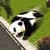 Flying Superhero Panda Sim