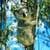 Koala Live Wallpaper